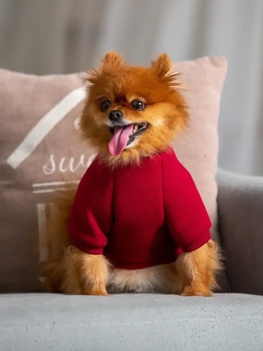 Толстовка худи кофта свитер для собак кошек и  животных