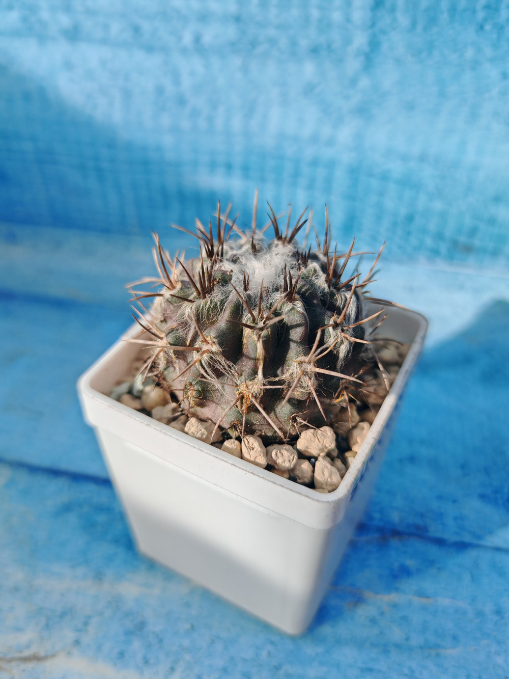 Neoporteria Echinus Flocosa (Неопортерия)