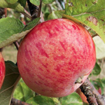 Яблоня осенняя Осеннее полосатое (Штрейфлинг) (2-летняя) п/карл.ЗКС