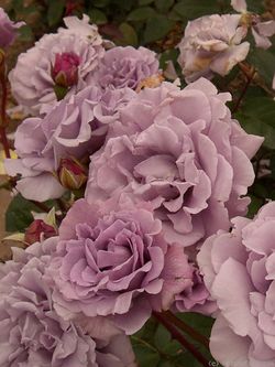 Семь Морей (Seven Seas)