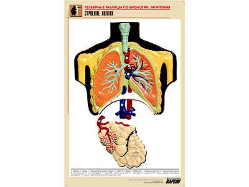 Рельефная таблица &amp;#34;Строение легких&amp;#34; (формат А1, матовое ламинир.)