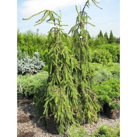 Ель обыкновенная Инверса Премиум С90 160-180