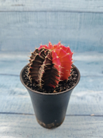 Gymnocalycium Variegata (Гимнокалициум Вариегатный)