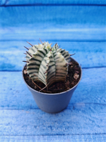 Euphorbia meloformis f. Variegated (Эуфорбия вариегатная)