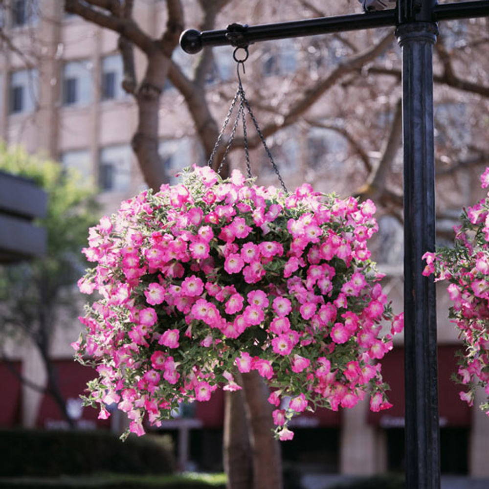 Петуния ампельная Опера Пинк Морн F1 (50др) Витагрин Профи