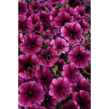 S60124 Петуния кустовая Multiflora Celebrity Plum Ice 10шт.