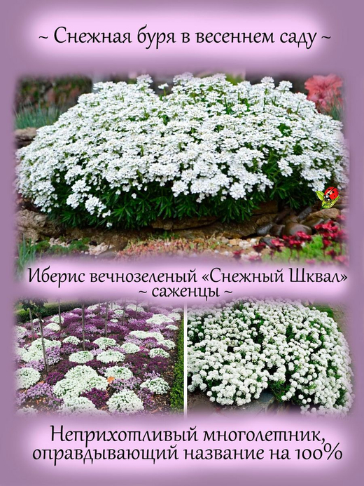 Иберис Снежный Шквал  вечнозелёный  многолетник
