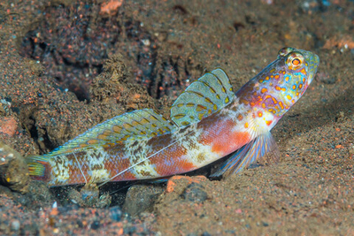 Стифодон Радужный