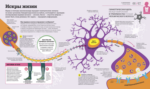 Как работает тело