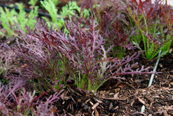 Капуста японская листовая Мизуна Ред 15шт  Мировые Семена VITA GREEN