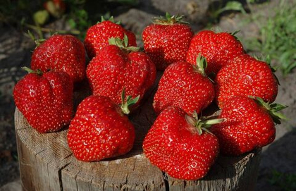 Земляника крупноплодная Елизавета II, ремонтантная