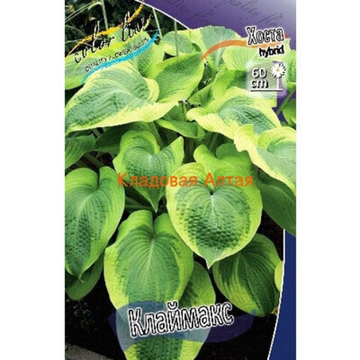 Хоста Клаймакс