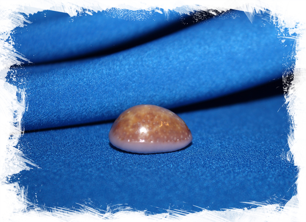 Ципрея порария (Erosaria poraria)