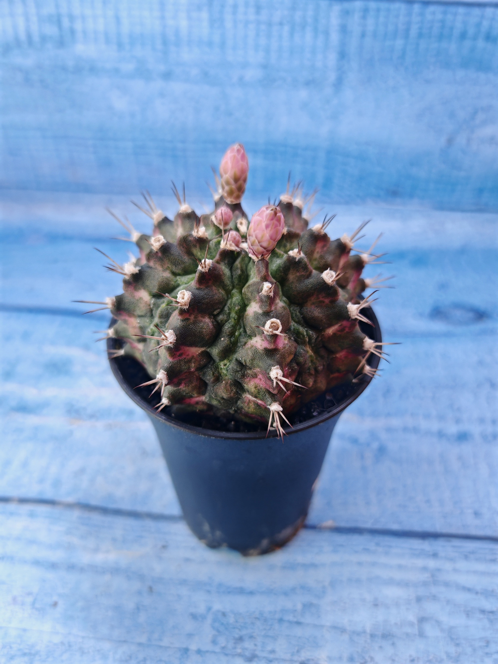 Gymnocalycium T-Rex Pink hybride (Гимнокалициум T-rex)
