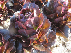 Батлстар семена салата ромэн (Enza Zaden / Энза Заден)