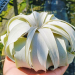 Тилландсия xerographica M