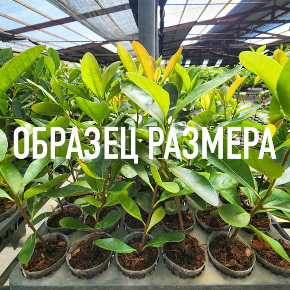 Ятрофа цельнокрайняя вар – Jatropha integerrima var