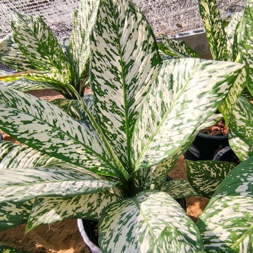 Диффенбахия THEP MONGKOL