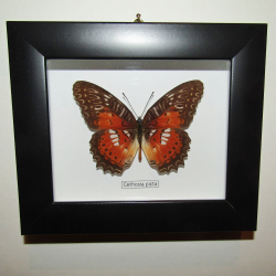Бабочка Cethosia picta в рамке