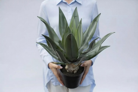 Агава аттенуата с напылением в кашпо 53см