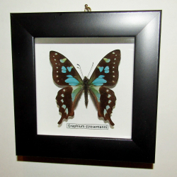 Бабочка Graphium stresemanni в рамке