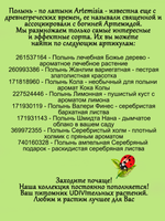 Полынь Стеллера серебристая многолетняя