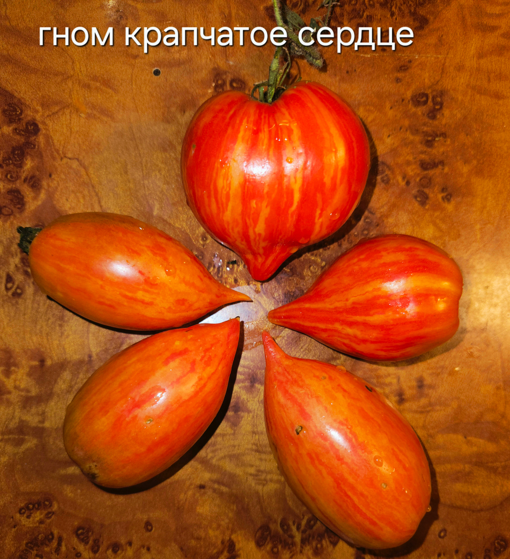 Гном крапчатое сердце