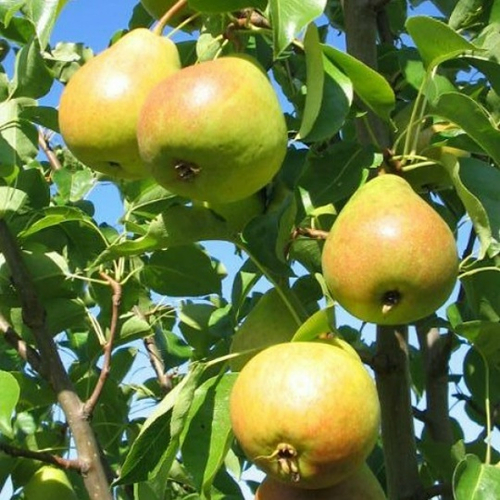 Груша Кафедральная (летняя)