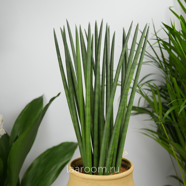 Сансевиерия Цилиндрика Рокет 17/70