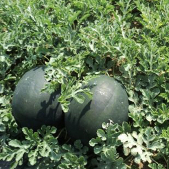 Уэльва F1 семена арбуза (Rijk Zwaan / Райк Цваан) в поле – фото 5