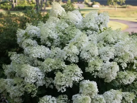 Гортензия метельчатая Бобо Р9