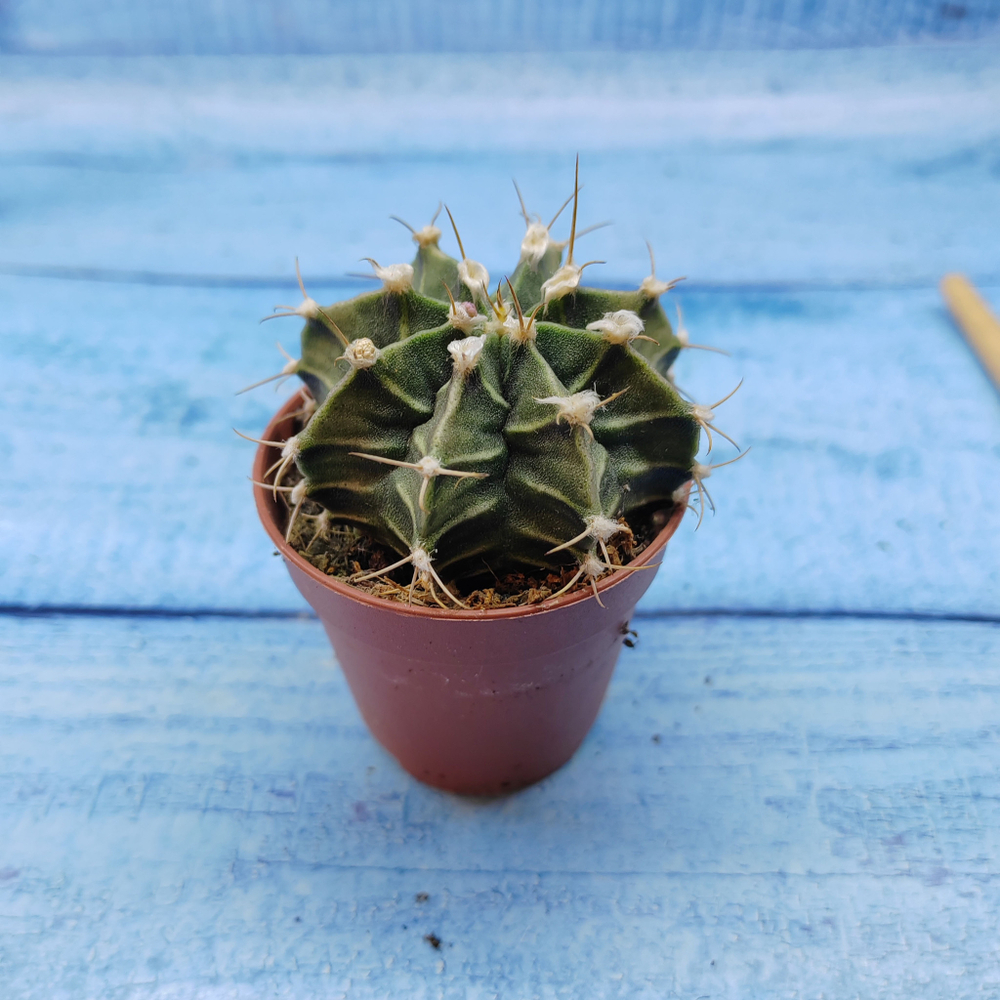 Gymnocalycium Friedrichii (Гимнокалициум)