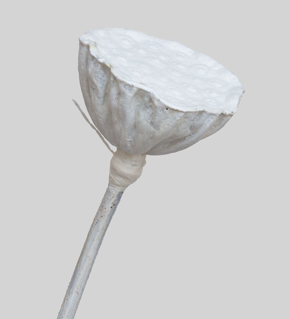 TR 603M Росток семени Лотоса