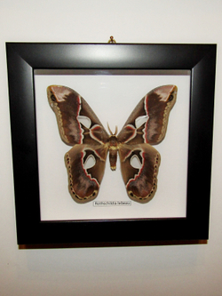 Бабочка Rothschildia lebeau в рамке