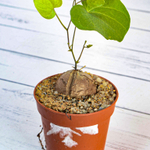Dioscorea Elephantipes (Диоскорея)