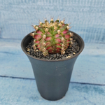 Gymnocalycium T-Rex Pink hybride (Гимнокалициум T-rex)