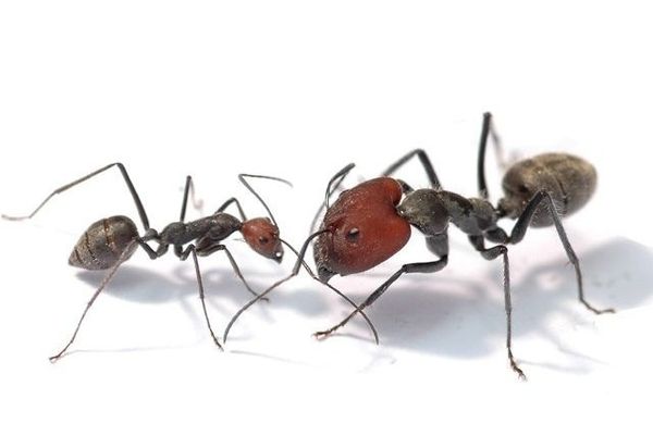 Большие муравьи для новичка