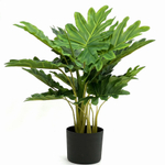 Филодендрон 50 см