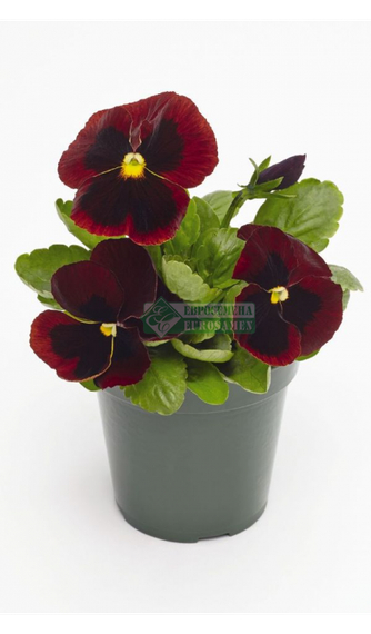 Фиалка Виттрока INSPIRE PLUS RED BLOTCH F1