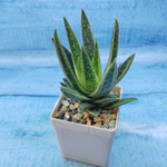 Gasterloe variegated (Гастерлоэ)