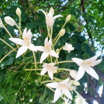 Миллингтония садовая – Millingtonia hortensis