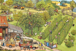 Фермерский рынок. Виммельбух