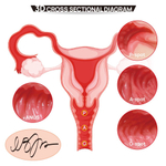 Мастурбатор-полуторс с двойным слоем материала Vanilla Onahole (Цвет: телесный)