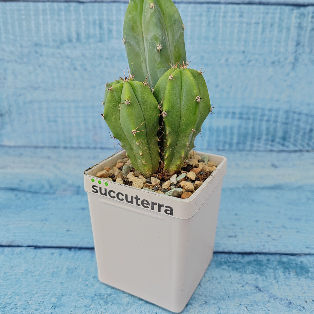 Myrtillocactus Geometrizans (Миртиллокактус)