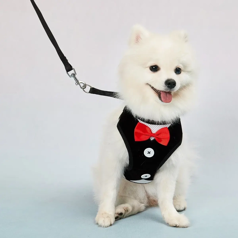 Шлейка с поводком для мелких пород собак и кошек «LAPUSIK», цвет черный, размер L