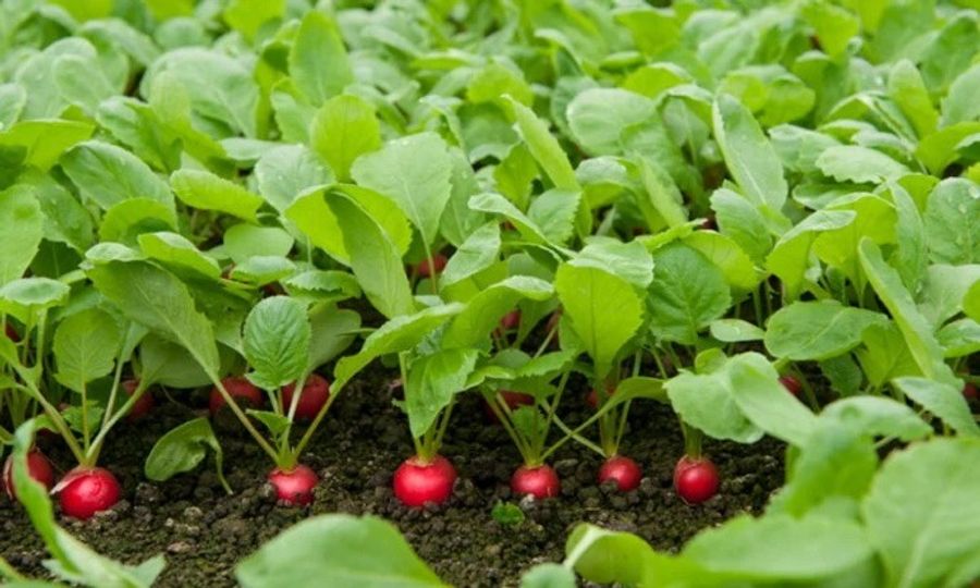 Особенности выращивания редиса: секреты получения высокого урожая