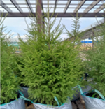 Ель обыкновенная Т60 150-200