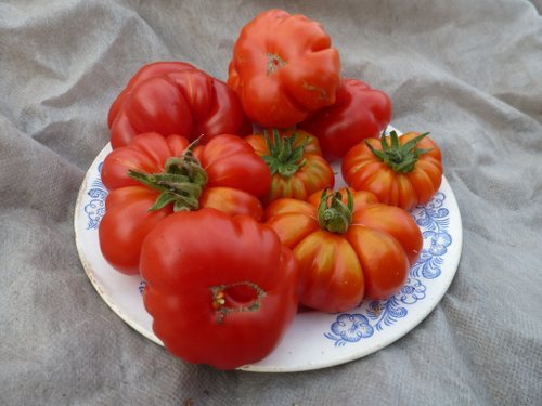 Помидоры Togorific — Тогорифик
