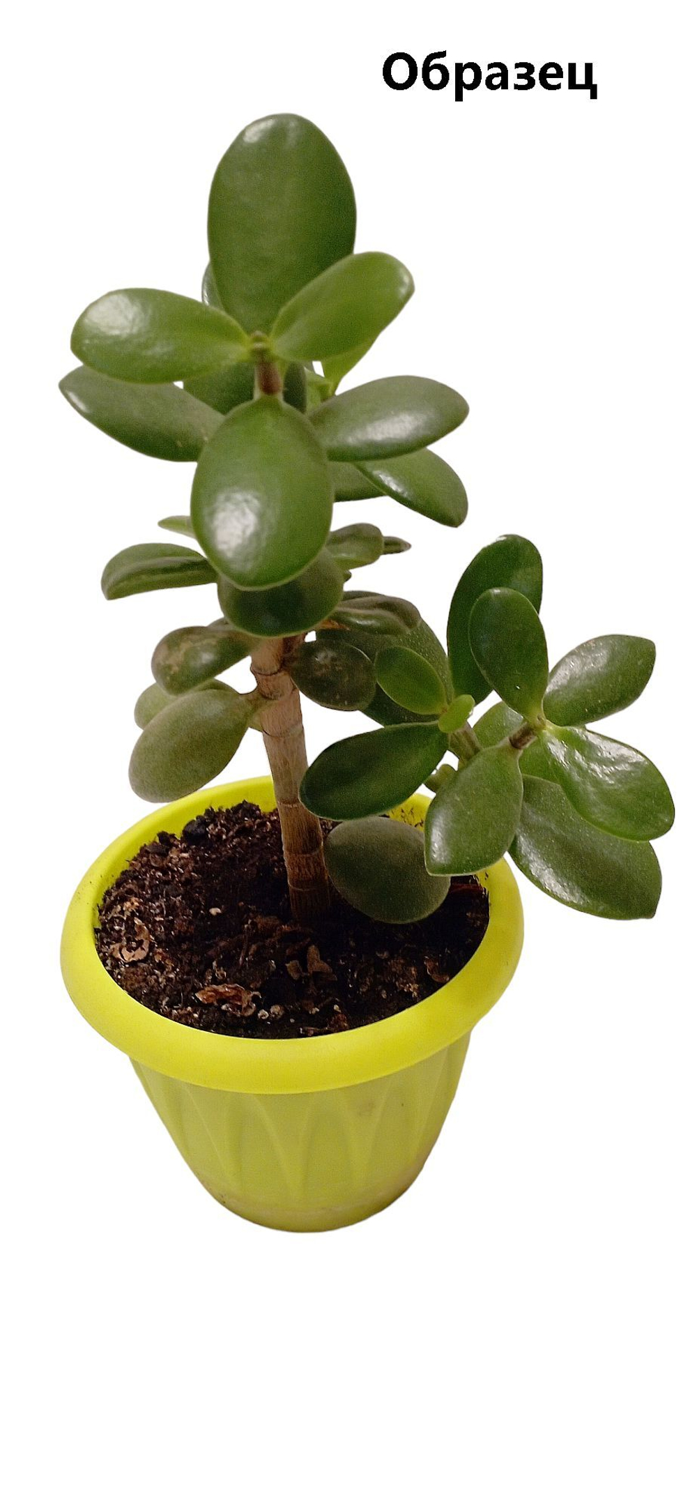Денежное дерево Черенок 2 шт , крассула овата (Crassula ovata) высота 7- 9 см.