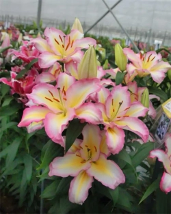 Лилия восточная Капитан Триколор 1шт размер 18/20 Закупка М67 апрель 2026